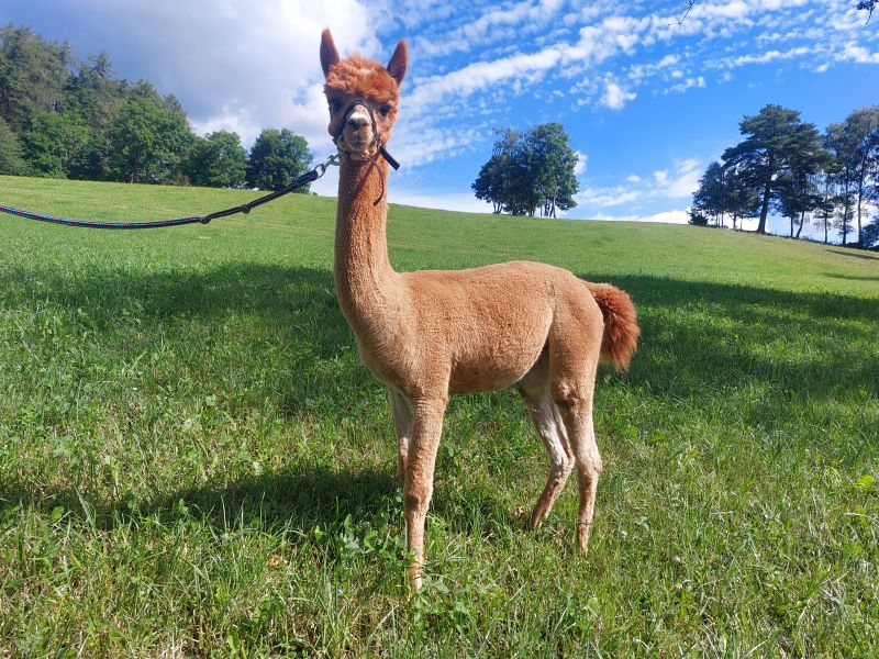 82_d6f4b5bb-4326-476a-8bf3-7585cc4c5360