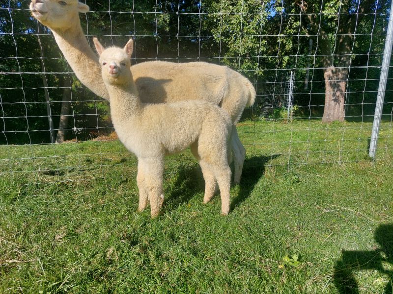 88_77ab0758-b900-46f1-b1ac-724f690a2add